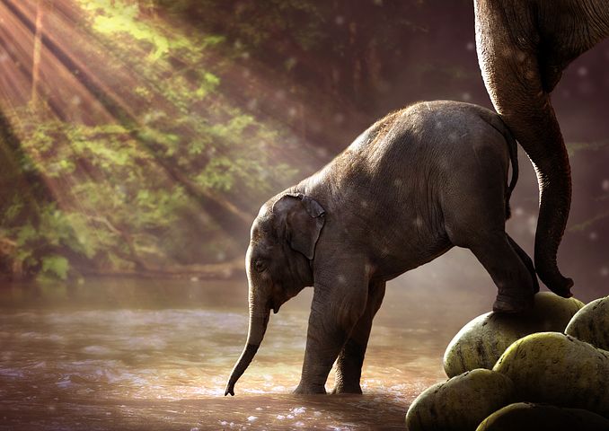 Detail Gambar Animasi Hewan Gajah Nomer 24