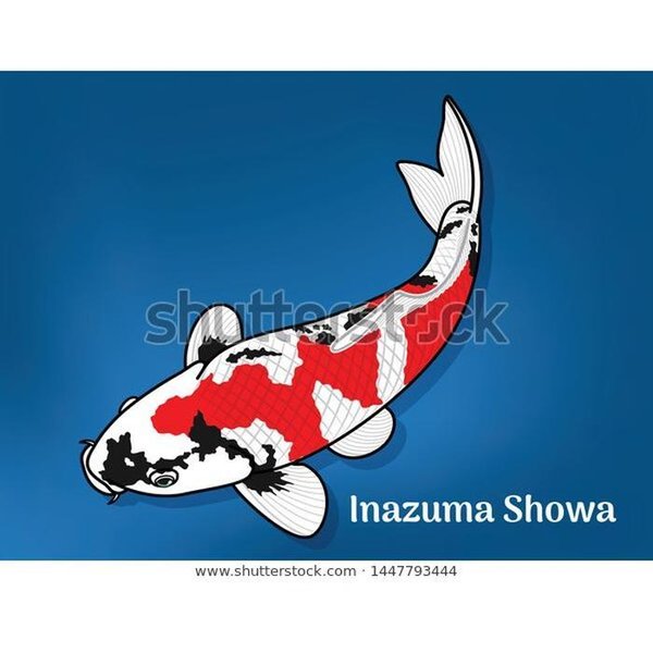 Detail Gambar Animasi Ikan Koi Nomer 36
