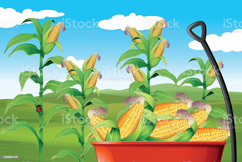 Detail Gambar Animasi Jagung Nomer 48