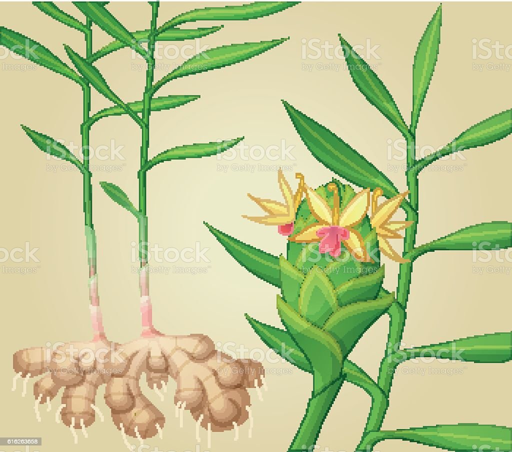 Detail Gambar Animasi Jahe Nomer 40