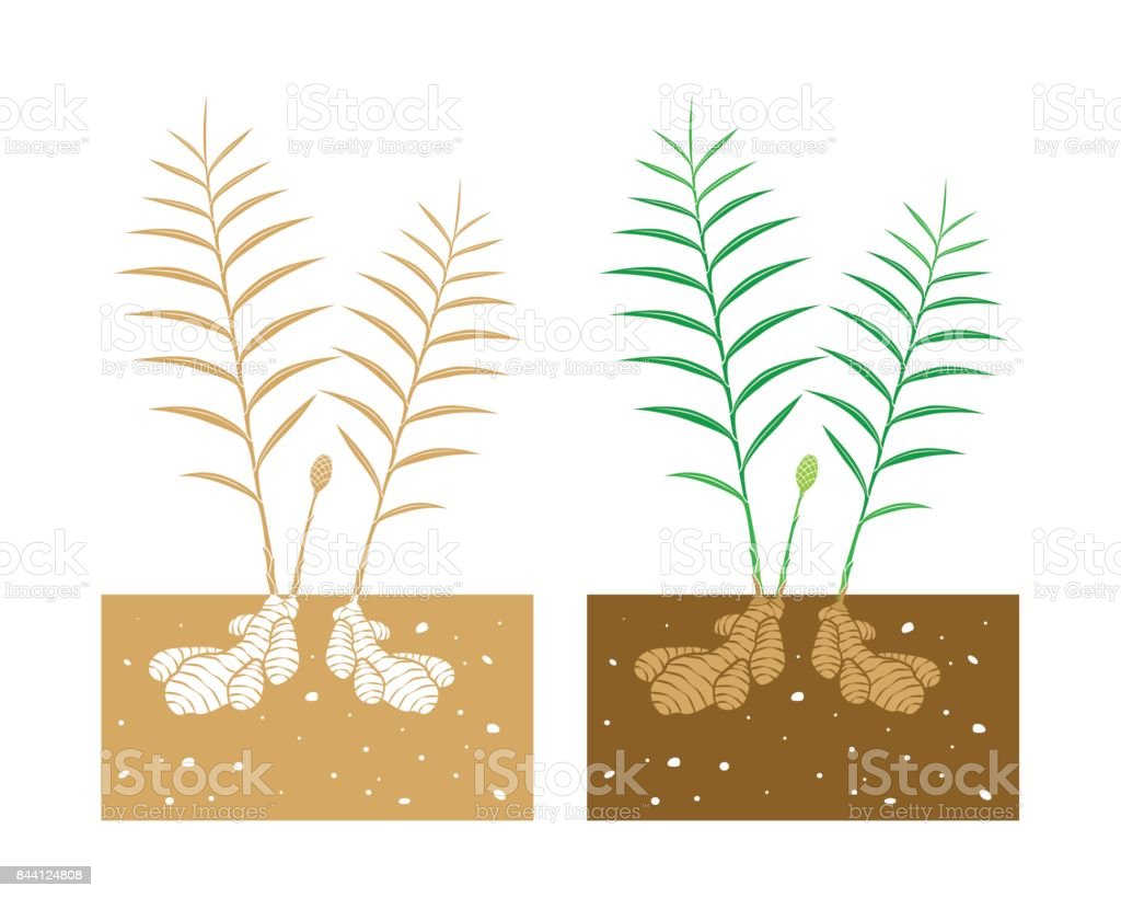 Detail Gambar Animasi Jahe Nomer 42
