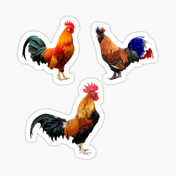 Detail Rooster Stickers Nomer 5