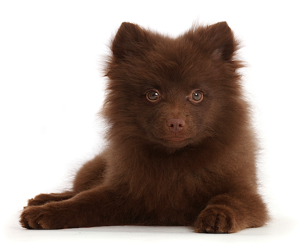 Detail Brown Pomeranian Nomer 12