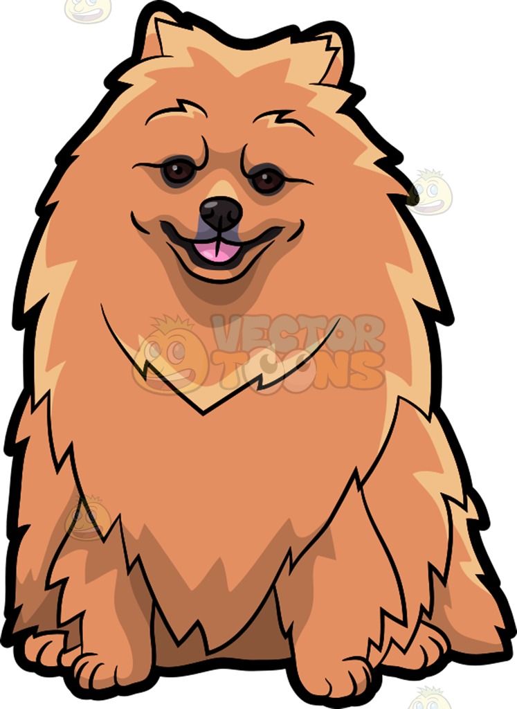 Detail Brown Pomeranian Nomer 2