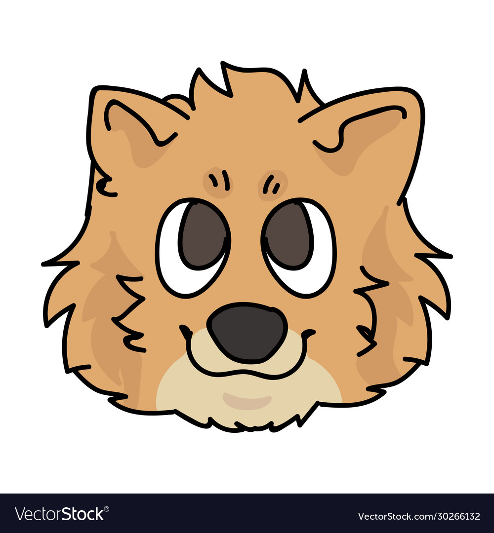 Detail Brown Pomeranian Nomer 23