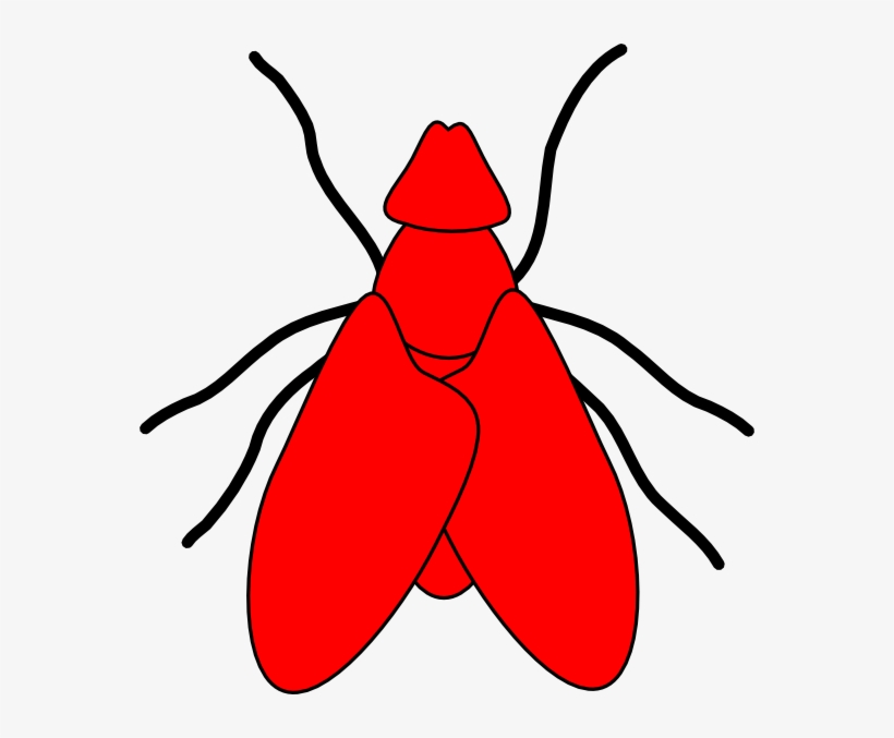 Detail Fly Drawing Nomer 4