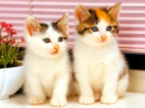 Detail Gambar Animasi Kucing Bergerak Nomer 28