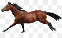 Detail Gambar Animasi Kuda Lari Nomer 6