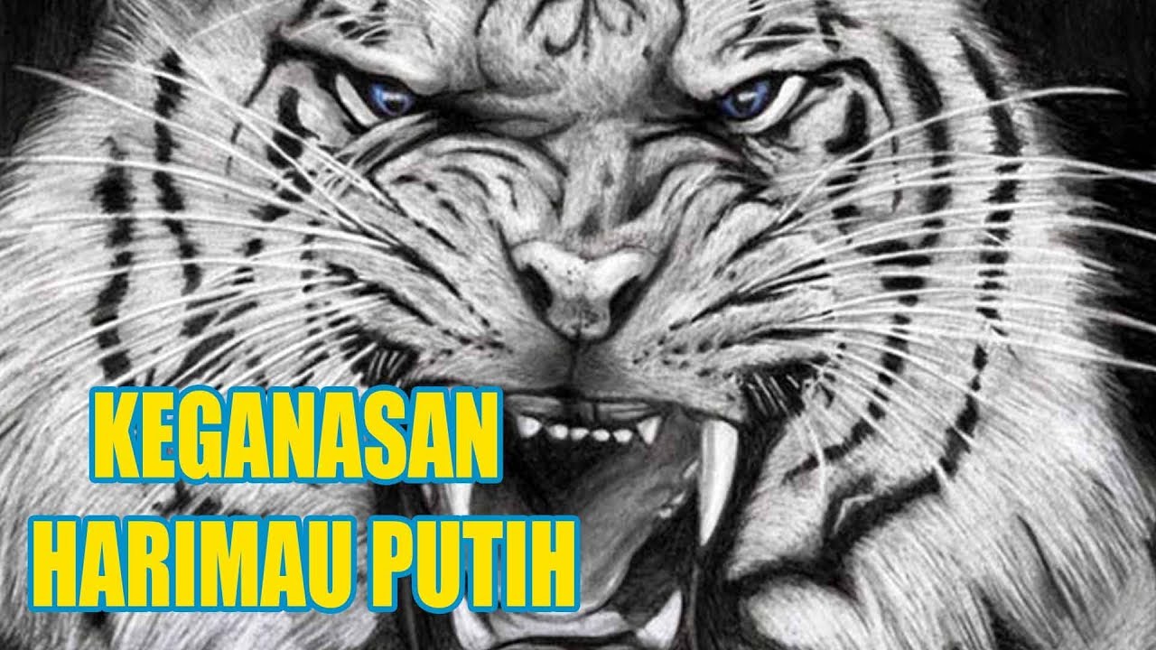 Detail Gambar Animasi Macan Putih Nomer 40