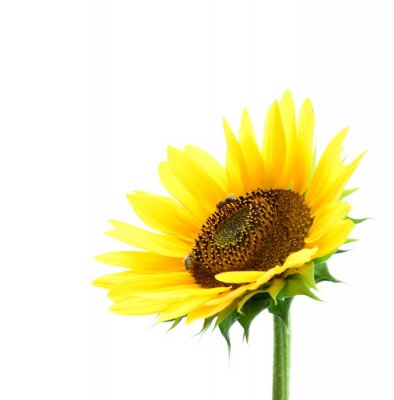 Detail Sonnenblumen Bilder Gratis Nomer 14
