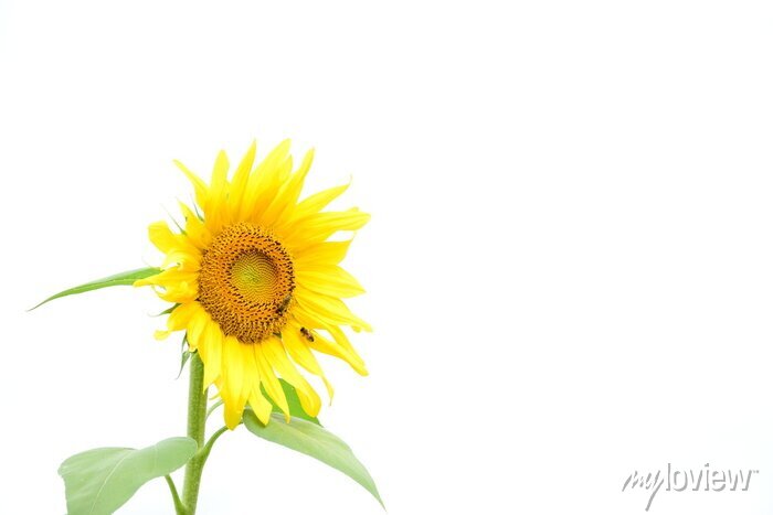 Detail Sonnenblumen Bilder Gratis Nomer 23