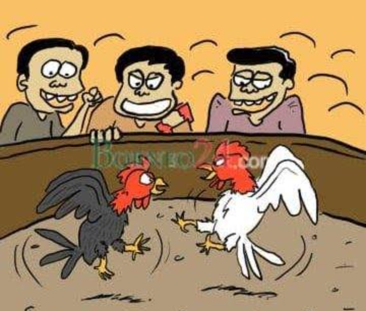 Detail Gambar Animasi Sabung Ayam Nomer 11