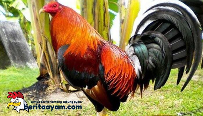 Detail Gambar Animasi Sabung Ayam Nomer 22