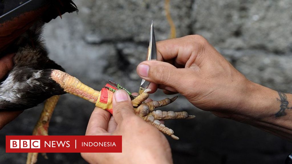 Detail Gambar Animasi Sabung Ayam Nomer 47