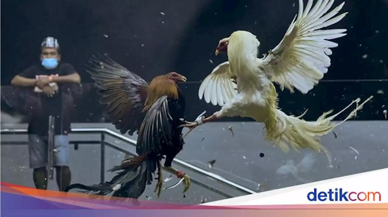 Detail Gambar Animasi Sabung Ayam Nomer 54