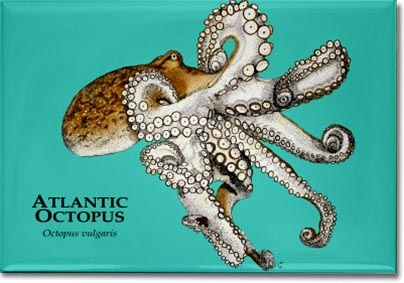 Detail Gambar Animasi Sea Animals Octopus Nomer 45