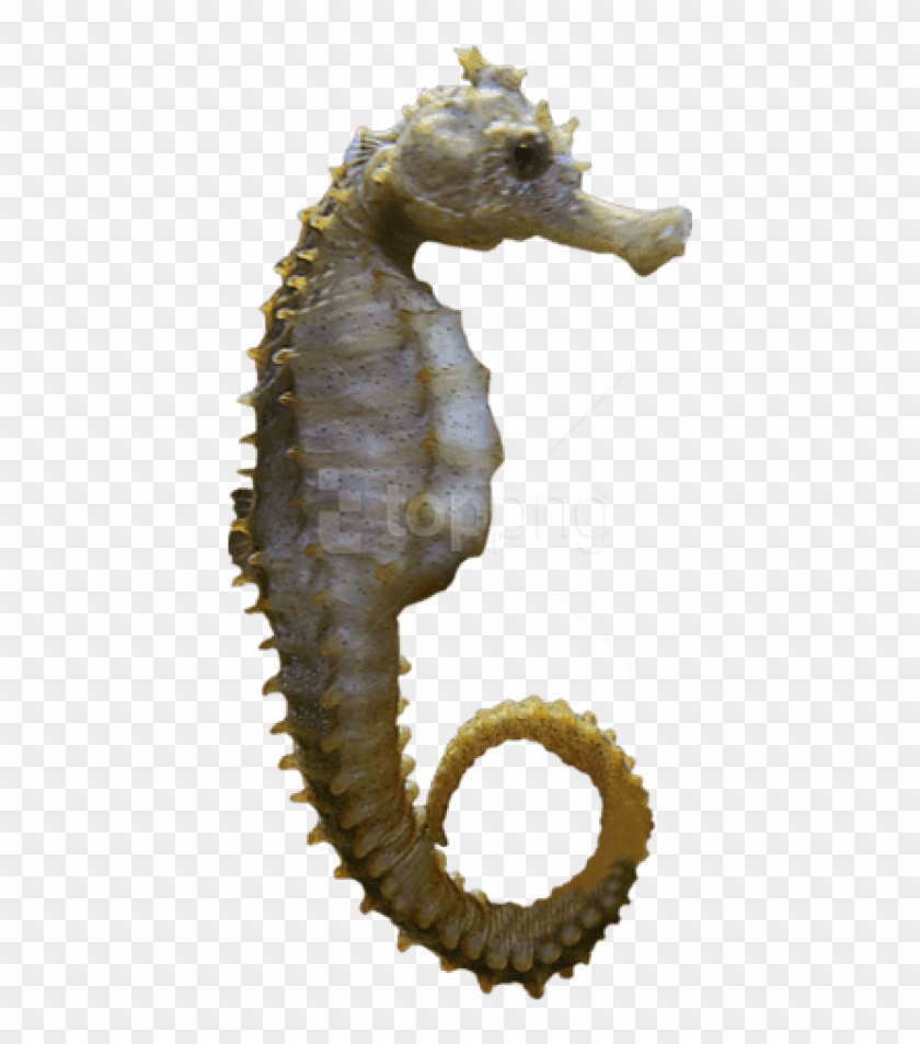 Detail Gambar Animasi Sea Animals Sea Horse Nomer 49