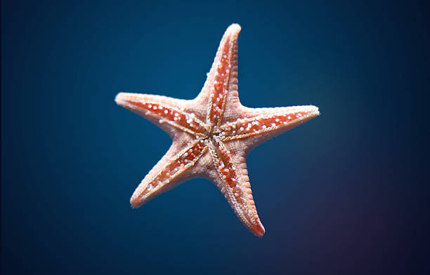 Detail Gambar Animasi Sea Animals Star Fish Nomer 46