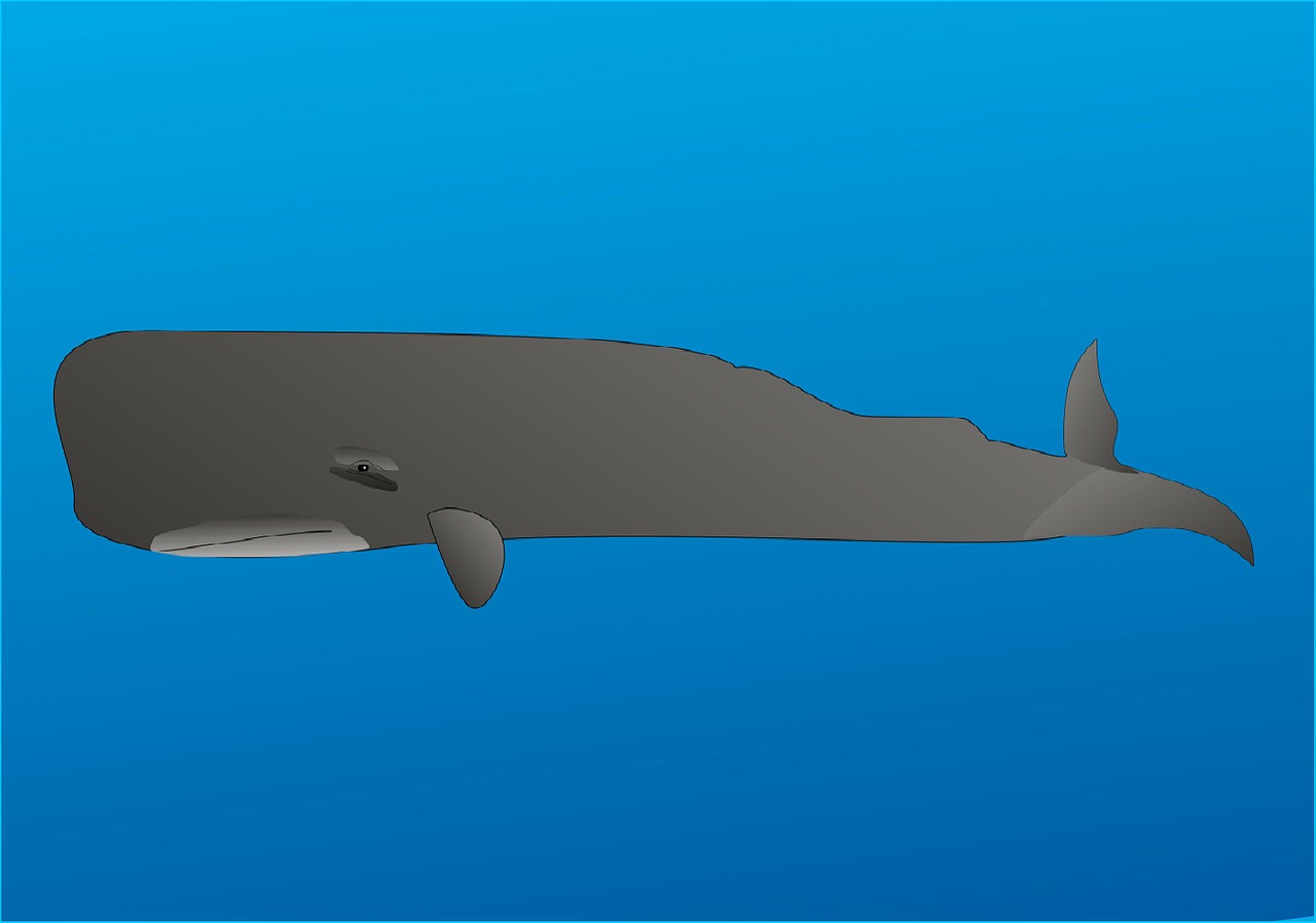 Detail Gambar Animasi Sea Animals Whale Nomer 18