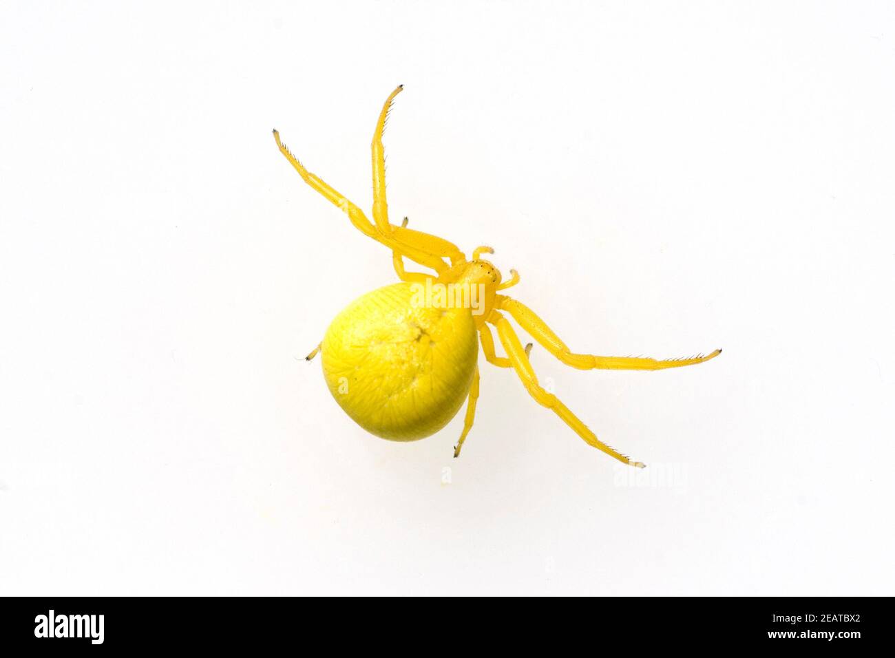 Detail Kleine Gelbe Spinne Nomer 4