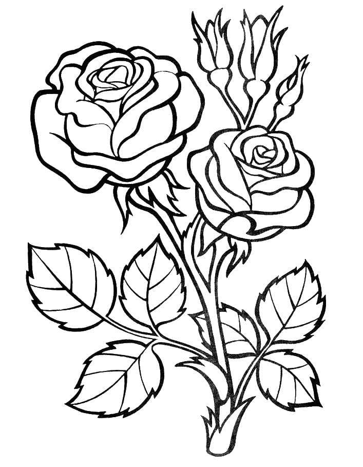 Detail Rose Zeichnung Vorlage Nomer 23