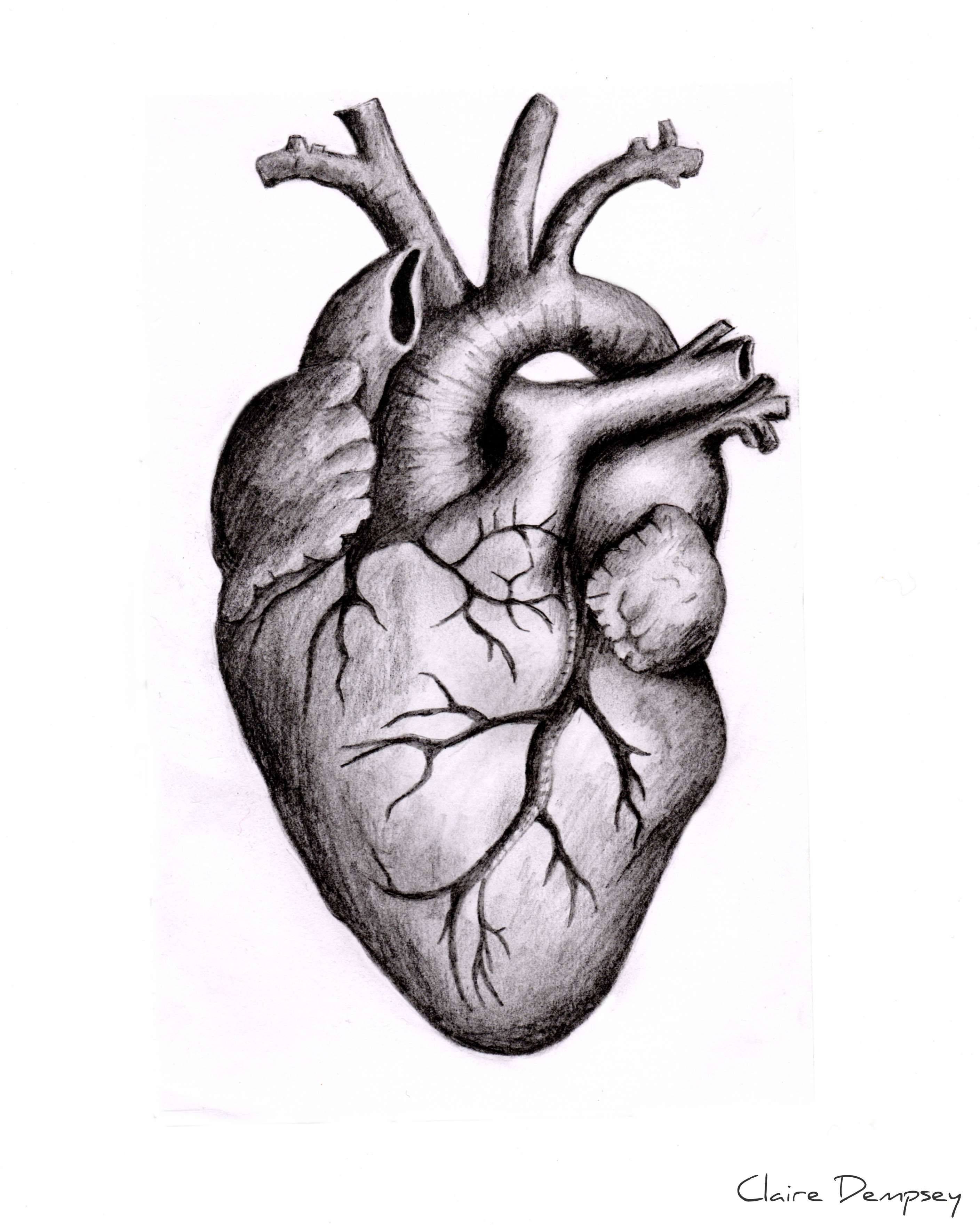 Detail Anatomisches Herz Tattoo Klein Nomer 12