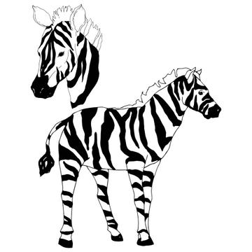 Detail Gambar Animasi Zebra Nomer 19