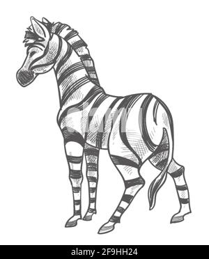 Detail Gambar Animasi Zebra Nomer 28