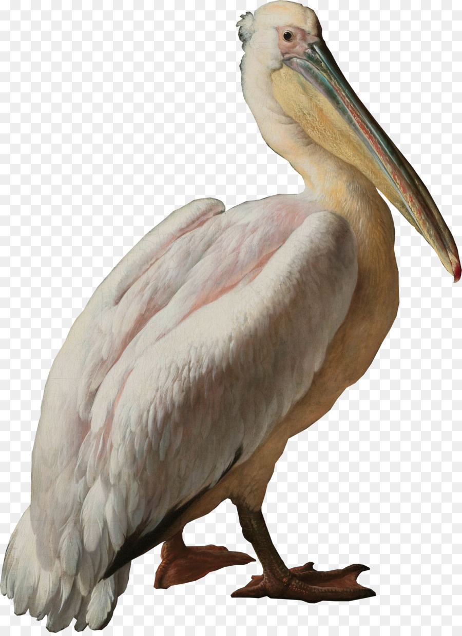 Detail Pelikan Vogel Nomer 17