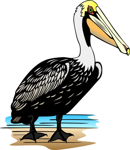 Detail Pelikan Vogel Nomer 8