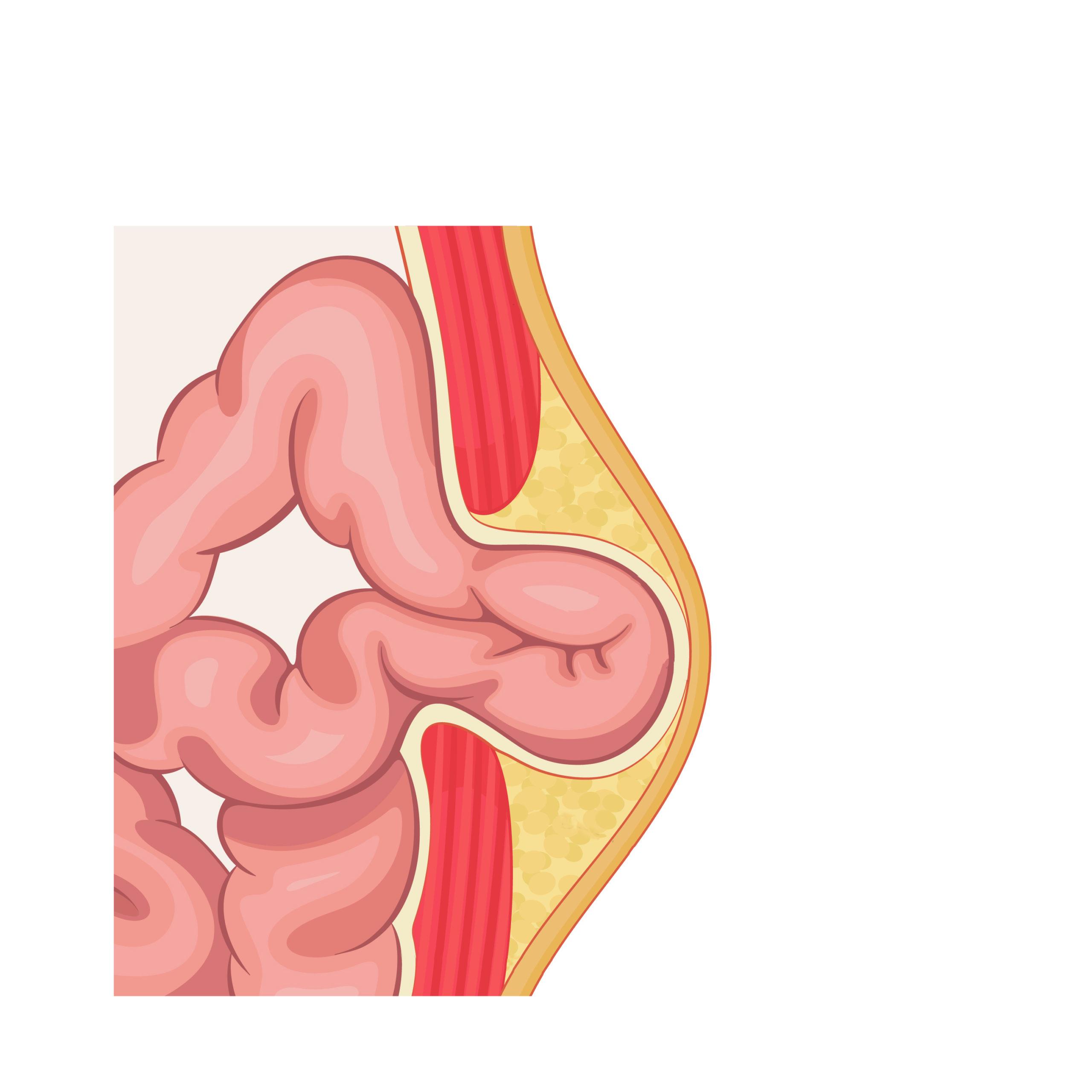 Detail Anatomie Bauchraum Mensch Nomer 12