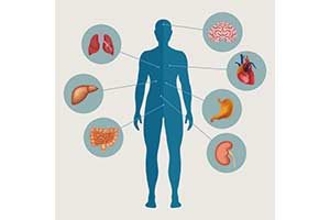 Detail Anatomie Bauchraum Mensch Nomer 4