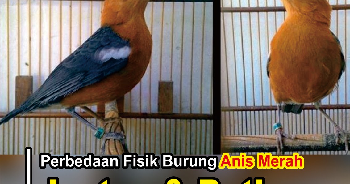 Detail Gambar Anis Merah Jantan Nomer 39