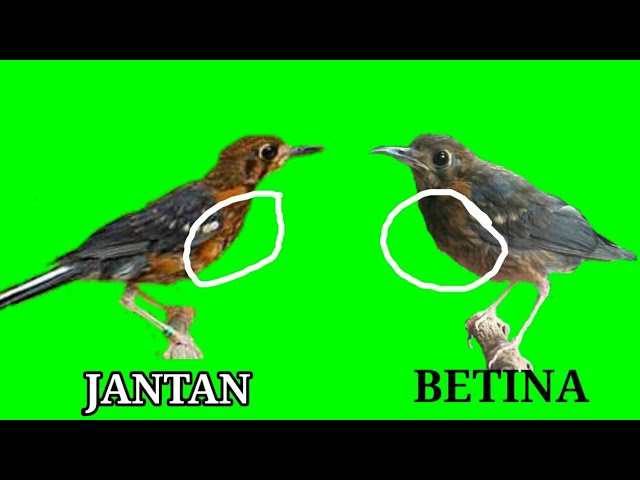 Detail Gambar Anis Merah Jantan Dan Betina Nomer 40