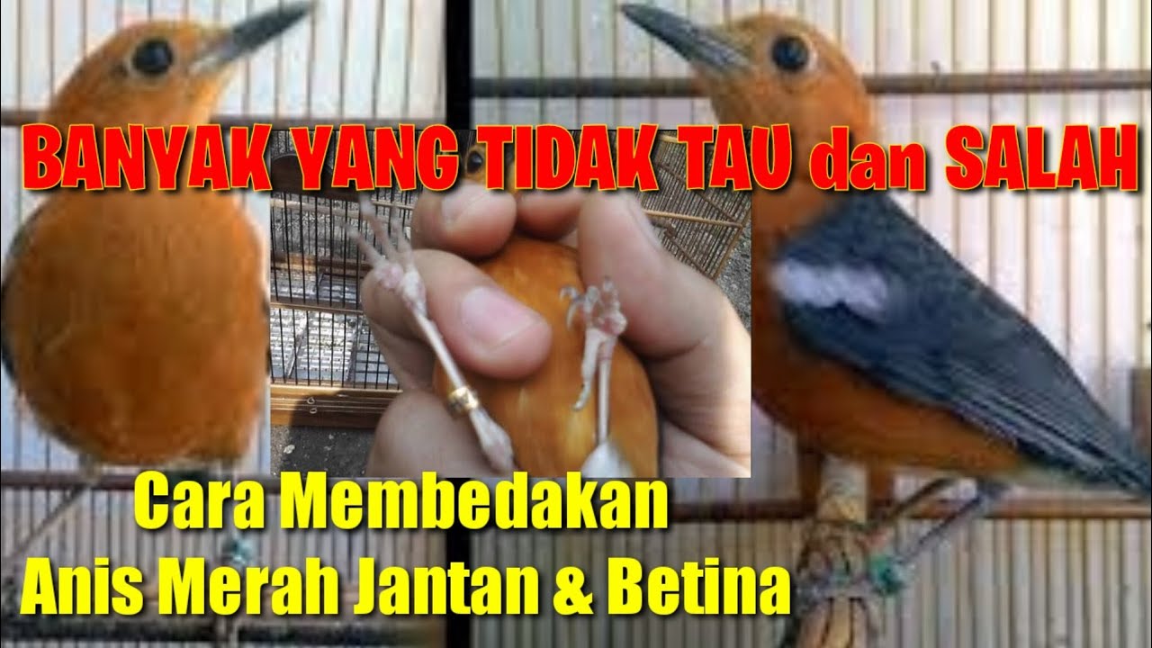 Detail Gambar Anis Merah Jantan Dan Betina Nomer 43