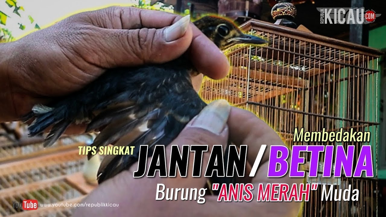 Detail Gambar Anis Merah Jantan Dan Betina Nomer 53