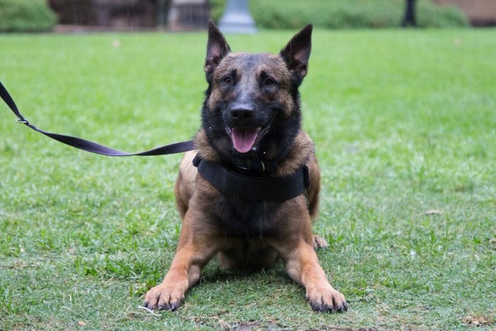 Gambar Anjing Belgian Malinois - KibrisPDR