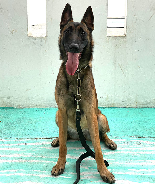 Detail Gambar Anjing Belgian Malinois Nomer 27