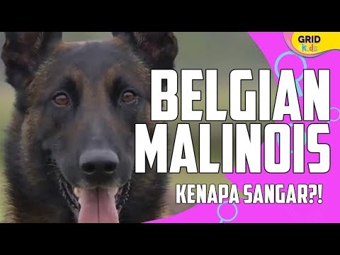 Detail Gambar Anjing Belgian Malinois Nomer 32