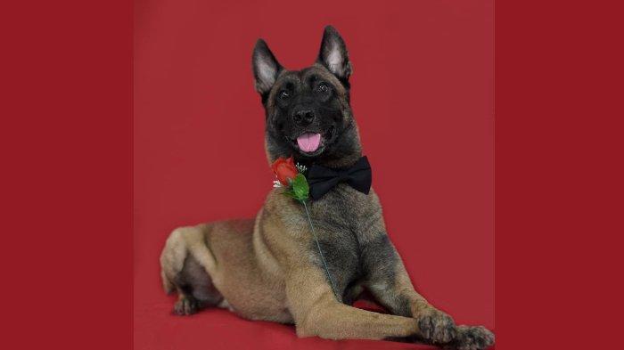 Detail Gambar Anjing Belgian Malinois Nomer 35