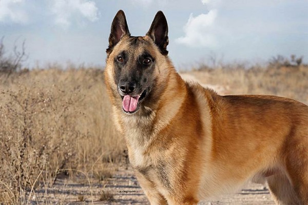 Detail Gambar Anjing Belgian Malinois Nomer 5