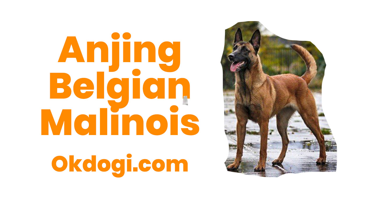 Detail Gambar Anjing Belgian Malinois Nomer 40