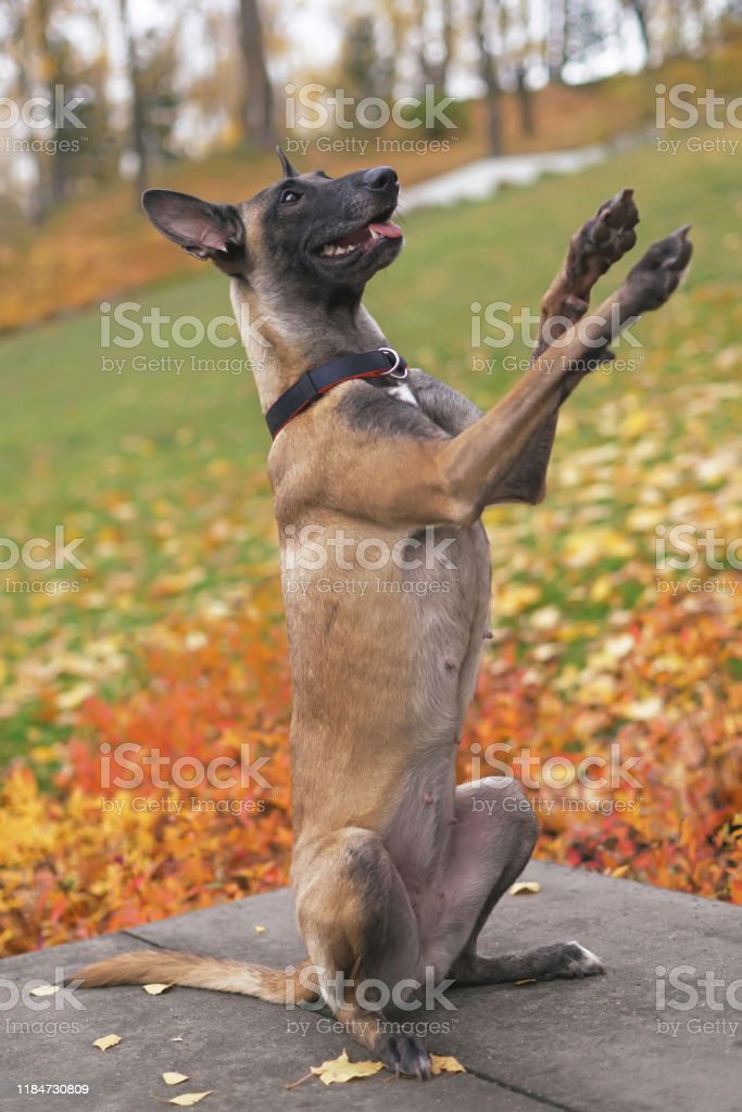 Detail Gambar Anjing Belgian Malinois Nomer 44