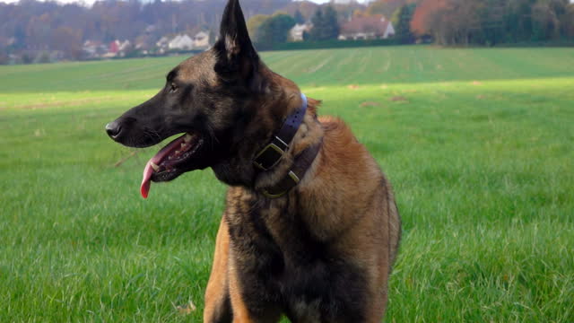 Detail Gambar Anjing Belgian Malinois Nomer 51