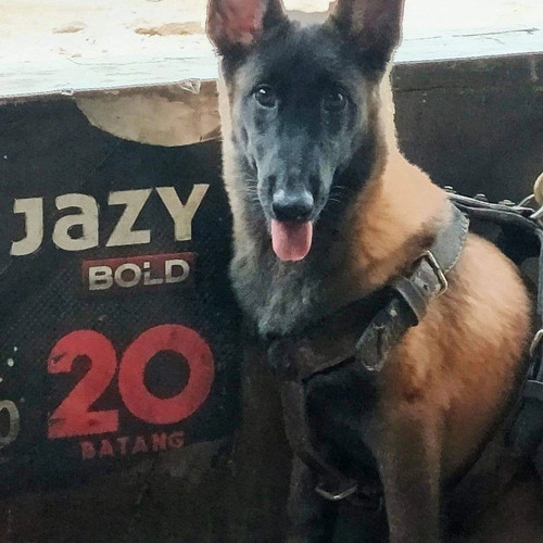 Detail Gambar Anjing Belgian Malinois Nomer 52