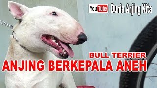 Detail Gambar Anjing Bulteril Pidbul Nomer 6