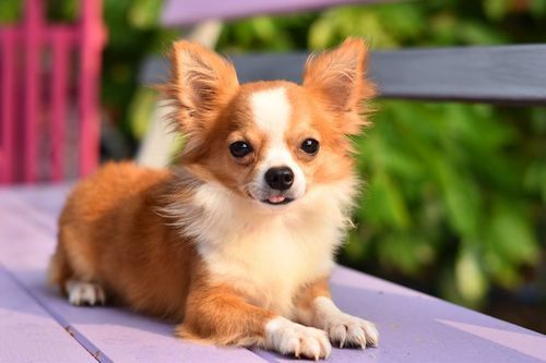 Detail Gambar Anjing Chihuahua Nomer 12