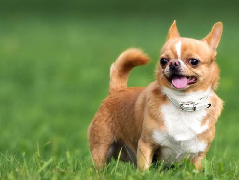 Detail Gambar Anjing Chihuahua Nomer 15