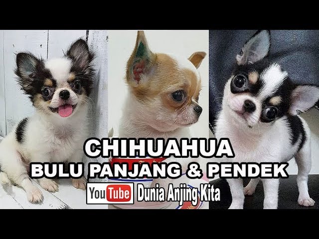 Detail Gambar Anjing Chihuahua Nomer 28