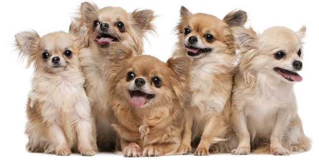 Detail Gambar Anjing Chihuahua Nomer 30